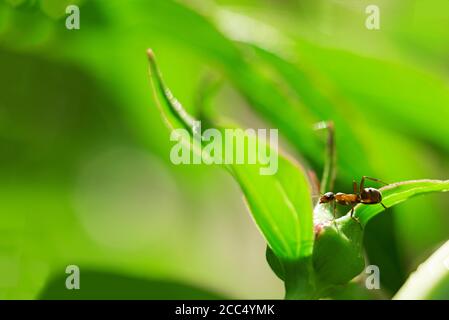 Makro-Aufnahme einer Ameise auf einer Pfingstrose Knospe, Sommer Pflanzen, Hintergrund. Weich verschwommen Fokus. Bokeh Stockfoto