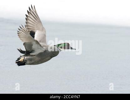 Falcated teal (Anas falcata, Mareca falcata), Erwachsener Männchen im Flug, Japan Stockfoto