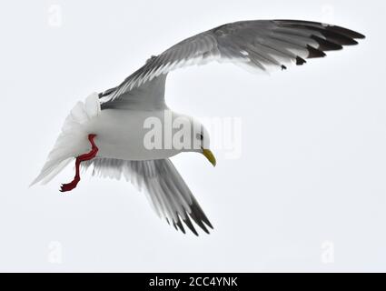 Rotbeinige Kittiwake (Rissa brevirostris), Erwachsene vor der Küste, Russland, Ring der Feuerinseln Stockfoto