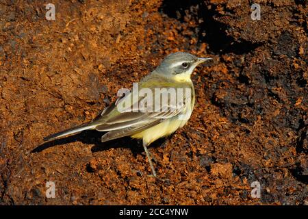 Ostgelbe Bachstelze (Motacilla tschutschensis tschutschensis, Motacilla tschutschensis), steht auf dem Boden, Vereinigtes Königreich, England, Norfolk Stockfoto