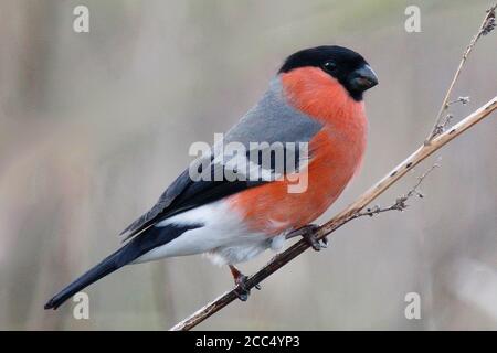 Gimpel, Eurasischer Gimpel (Pyrrhula pyrrhula pileata), männlicher Barsch auf einem Stamm, Seitenansicht, Großbritannien, England, Norfolk Stockfoto