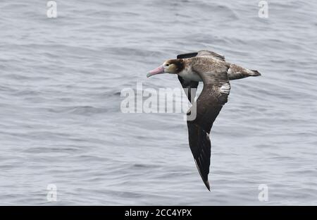 Kurzschwanzalbatros (Diomedea albatrus, Phoebastria albatrus), im Flug über den pazifischen Ozean, Russland, Ring of Fire Inseln Stockfoto