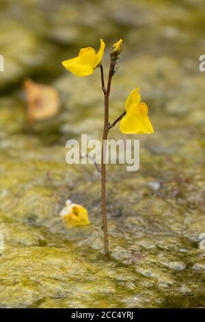 Gemeine Blaswurz, Großblaskraut (Utricularia vulgaris), blühend, Deutschland, Bayern, Isental Stockfoto