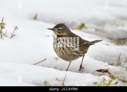 Asiatische Buffbauchpipit, sibirische Buffbauchpipit (Anthus rubescens japonicus), im Winter am Inbanuma-See, Japan Stockfoto