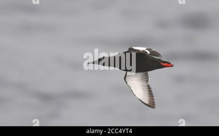 Arktischer Schwarzer Guillemot (Cepphos grylle mandtii, Cepphos mandtii), im Sommer gefiederter Erwachsener im Flug, Norwegen, Spitzbergen Stockfoto