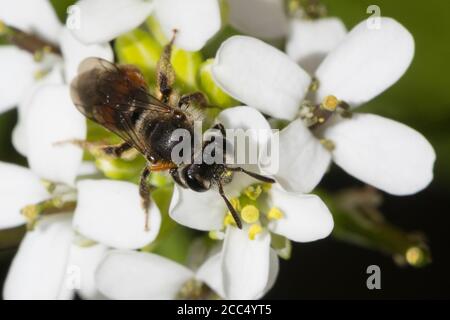 Rotgürtelbiene (Andrena labiata, Andrena cingulata), Weibchen auf Alliaria petiolata Blume, Deutschland Stockfoto