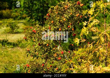 Der fruchttragende Hagebuttenbusch wächst in einer Lichtung. Stockfoto