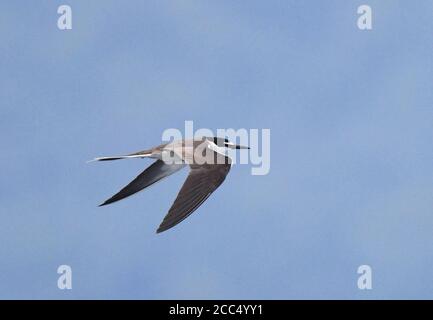 Zinnen-Seeschwalbe (Sterna anaethetus anaethetus, Onychoprion anaethetus anaethetus), im Flug am Himmel, Seitenansicht, Indonesien, Westneuguinea, Stockfoto