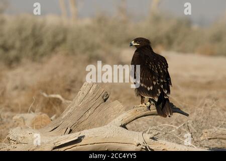 Schelladler (Aquila clanga, Clanga clanga), unreife Überwinterung, Kuwait Stockfoto