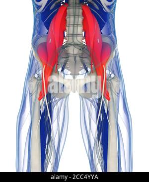 Medizinische anatomische Darstellung des Psoas-Muskels. 3d-Illustration Stockfoto