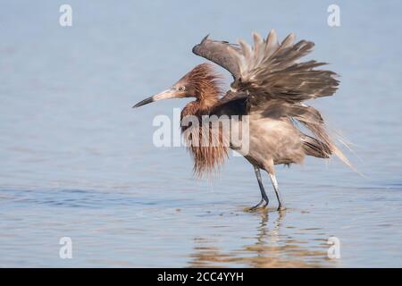 Rotreiher (Egretta ufescens), Erwachsene Fischerei im Flachwasser, Mexiko, Yum Balam, Holbox Stockfoto