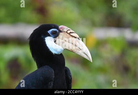 Blyth's hornbill, Papuan hornbill, Kokomo (Rhyticeros plicatus), Portrait, Indonesien, Westneuguinea, Malagufuk Stockfoto