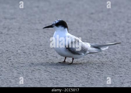 Subadulte Arktische Seeschwalbe (Sterna paradiesaea), auf dem Boden stehend., Norwegen, Spitzbergen Stockfoto