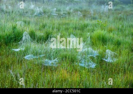 Leinenwebweber, Leinenwebspinne, Leinenweber (Linyphia triangularis), mehrere Netze mit Morgentau an einem Hochmoor, Deutschland Stockfoto
