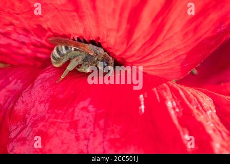 Große Bänderbiene (Halictus scabiosae), Weibchen, die eine Mohnblume besucht, Deutschland Stockfoto