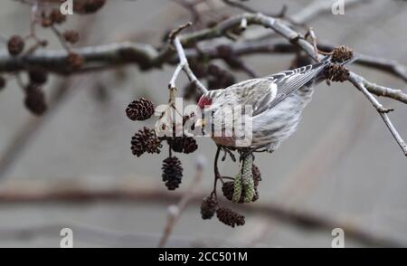 Rotzopf, Rotzopf, Mealy Rotzopf (Carduelis flammea, Acanthis flammea), Männchen auf Älteren Samen, Dänemark Stockfoto