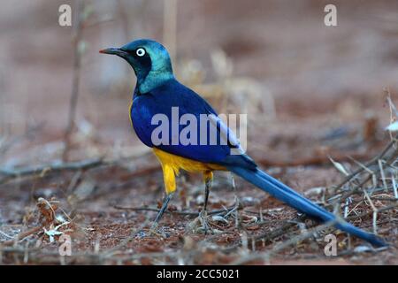 goldreister (Cosmopsarus regius, Lamprotornis regius), schöner Rüde am Boden, Äthiopien Stockfoto