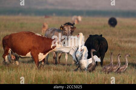 Muter Schwan (Cygnus olor), Eltern, die ihre Kinder gegen eine Rinderherde verteidigen, Dänemark Stockfoto