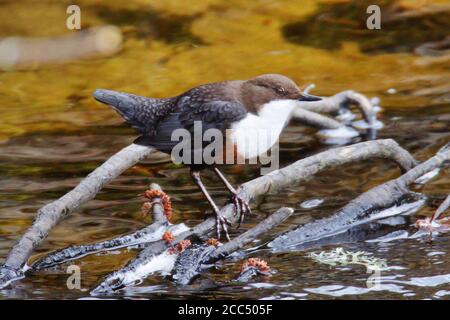 British White-Throated Dipper (Cinclus cinclus gularis), Unterart der östlichen Teile von Großbritannien, Großbritannien, Schottland, Invernessshire Stockfoto