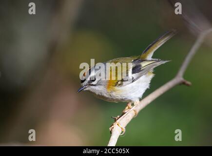 Feuerstelle Madeira (Regulus madeirensis), Erwachsener in einer Zweigstelle, Portugal, Madeira, Ribeiro Frio Stockfoto