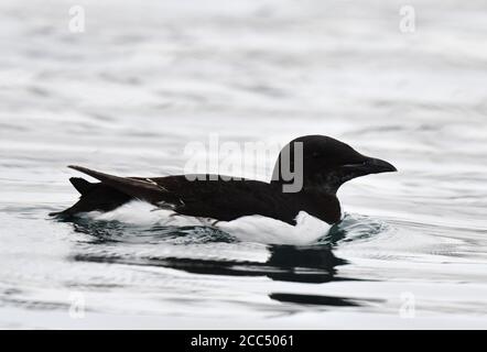 Bruennichs Guillemot, Dickschnabelmurre (Uria lomvia), Schwimmen, Seitenansicht, Norwegen, Spitzbergen Stockfoto