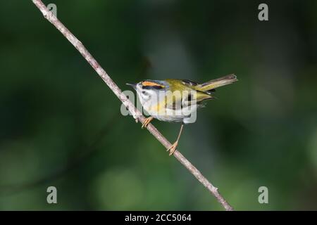 Feuerstelle Madeira (Regulus madeirensis), Erwachsener in einer Zweigstelle, Portugal, Madeira, Ribeiro Frio Stockfoto