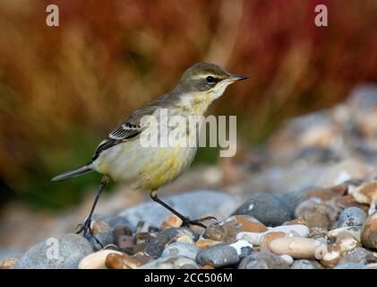 Ostgelbe Bachstelze (Motacilla tschutschensis), jugendlich, Vereinigtes Königreich, England, Suffolk Stockfoto