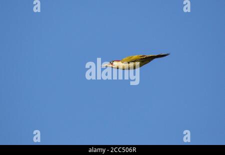 Grünspecht (Picus viridis), Erwachsener im Flug gegen einen blauen Himmel, Fliegen mit gefalteten Flügeln., Niederlande Stockfoto