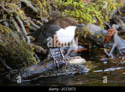 British White-Throated Dipper (Cinclus cinclus gularis), Unterart der östlichen Teile von Großbritannien, Großbritannien, Schottland, Invernessshire Stockfoto