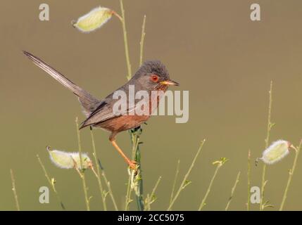 dartford-Waldsänger (Sylvia undata, Curruca undata), Seitenansicht des Männchens mit gespannter Schwanzspitze, Portugal Stockfoto