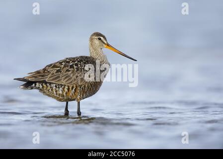 Hudsonian godwit (Limosa haemastica), Erwachsene Weibchen im Sommergefieder stehend in seichtem Wasser, Kanada, Manitoba Stockfoto