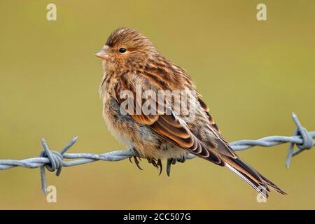 Britisches Zweibeiner (Carduelis flavirostris pipilans, Carduelis pipilans), thront auf Stacheldraht, Großbritannien, England, Norfolk Stockfoto