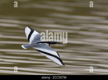 Ägyptischer Plünder (Pluvianus aegyptius), fliegen über den Fluss White Volta, Ghana, Temala Stockfoto