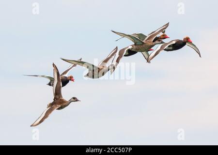 Rotschuppentochter (Netta rufina), fliegende Herde, Draken mit Brutgefieder, Deutschland, Bayern Stockfoto