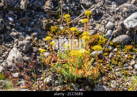 Reflexgesteinter Steinkiefer, Steinorpine, schiefe gelbe Steinkiefer, Jennys Steinkiefer (Sedum rupestre, Sedum reflexum), blühend, Deutschland, Bayern Stockfoto