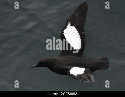 Arktischer Schwarzer Guillemot (Cepphos grylle mandtii, Cepphos mandtii), im Sommer gefiederter Erwachsener im Flug, Norwegen, Spitzbergen Stockfoto