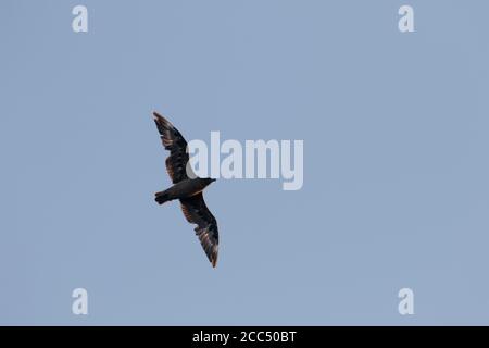 Große Skua (Stercorarius skua, Catharacta skua), in schwerer Mausenfalle, die im Sommer über Madeira fliegen., Portugal, Madeira Stockfoto