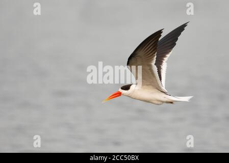 Indischer Skimmer (Rynchops albicollis), Erwachsener im Flug über Chambal River, Indien Stockfoto