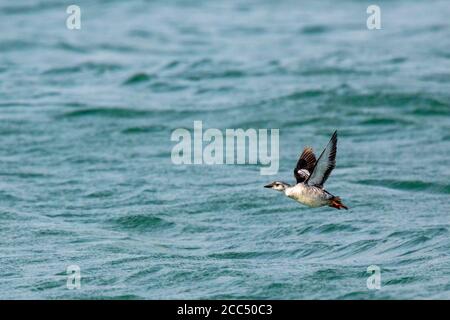 Schwarzer Guillemot (Cepphus grylle), Erstwinter im Flug vor dem Meer, Großbritannien, England, Norfolk, Cley Stockfoto