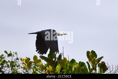 Schwarzklopftaube, Gewürztaube (Ducula myristicivora), über einem Strauch fliegend, Seitenansicht, Indonesien, Westneuguinea, Waigeo Stockfoto