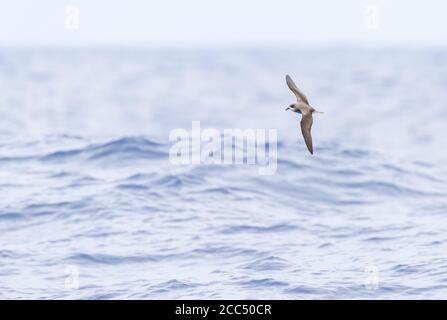 Madeira-Sturmvogel, Zino-Sturmvogel, Freira (Pterodroma madeira), gefährdeter Zino-Sturmvogel im Flug über den Atlantik, Portugal, Madeira Stockfoto