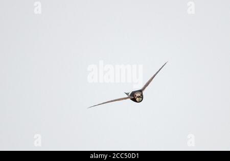 Weiß-rumped Swift (Apus Caffer), fliegen hoch in den Himmel, Spanien, Setefilla Stockfoto