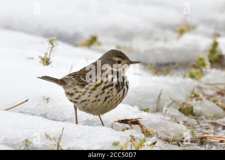 Asiatischer Buffbauchpipit, sibirischer Buffbauchpipit (Anthus rubescens japonicus), im Schnee ausruhend, Japan, Narita Stockfoto