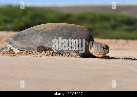 Grüne Schildkröte, Steinschildkröte, Fleischschildkröte (Chelonia mydas), Weibchen am Strand, Ascension Insel Stockfoto