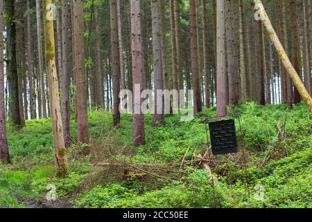 Rindenkäfer, Gravierkäfer & Ambrosia-Käfer, Holzkäfer (Scolytidae (Ipidae)), Rindenkäfer-Falle in einer Fichtenmonokultur, Deutschland Stockfoto