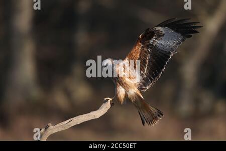 Roter Drachen (Milvus milvus), Erstwinterlandung auf einem Zweig, Schweden Stockfoto