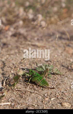 Erwachsene weibliche Kart-Biter (Decticus Verrucivorus) - Łatczyn brodawnik Stockfoto