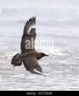 Große Skua (Stercorarius skua, Catharacta skua), erste-Winter-dunkle Phase fliegen über den Strand mit beiden Flügeln angehoben, Schweden, Halland Stockfoto