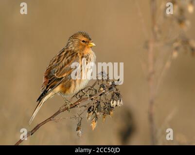 Britischer Zweibeiner (Carduelis flavirostris pipilans, Carduelis pipilans), auf einer Pflanze, Großbritannien, England, Norfolk Stockfoto