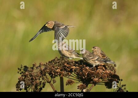 Britische Zwilling (Carduelis flavirostris pipilans, Carduelis pipilans), Gruppe auf Umbellifer im Herbst auf Fair Isle, Vereinigtes Königreich, Schottland, Stockfoto